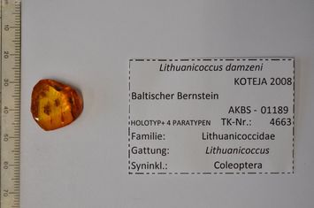 Vorschaubild Bernstein m. 5 Schildläusen, Käfer